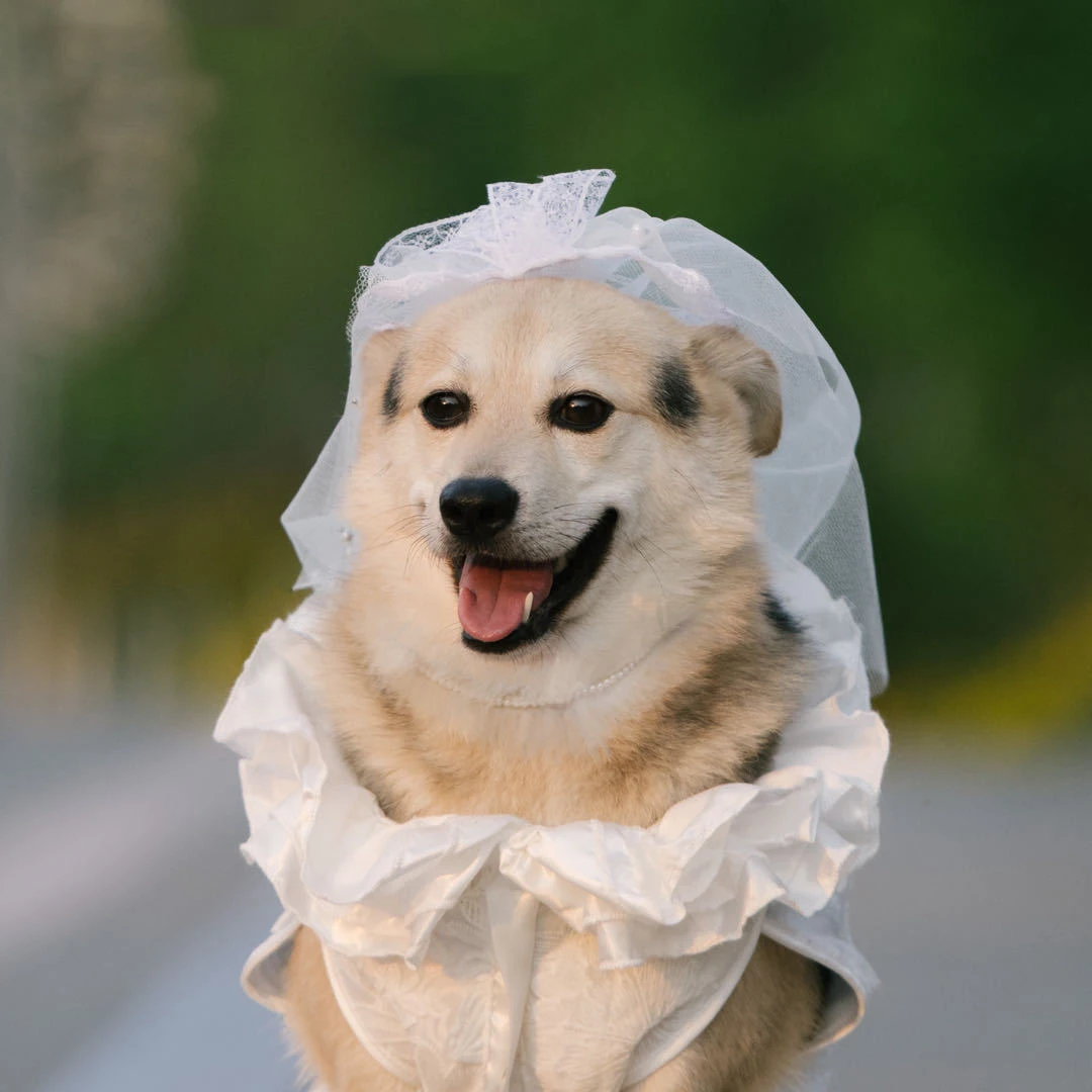 Vestido de novia para perros, vestido de princesa con volantes de encaje blanco de lujo con lazo grande para niña, disfraz Formal de fiesta para perros y mascotas - imagen 3