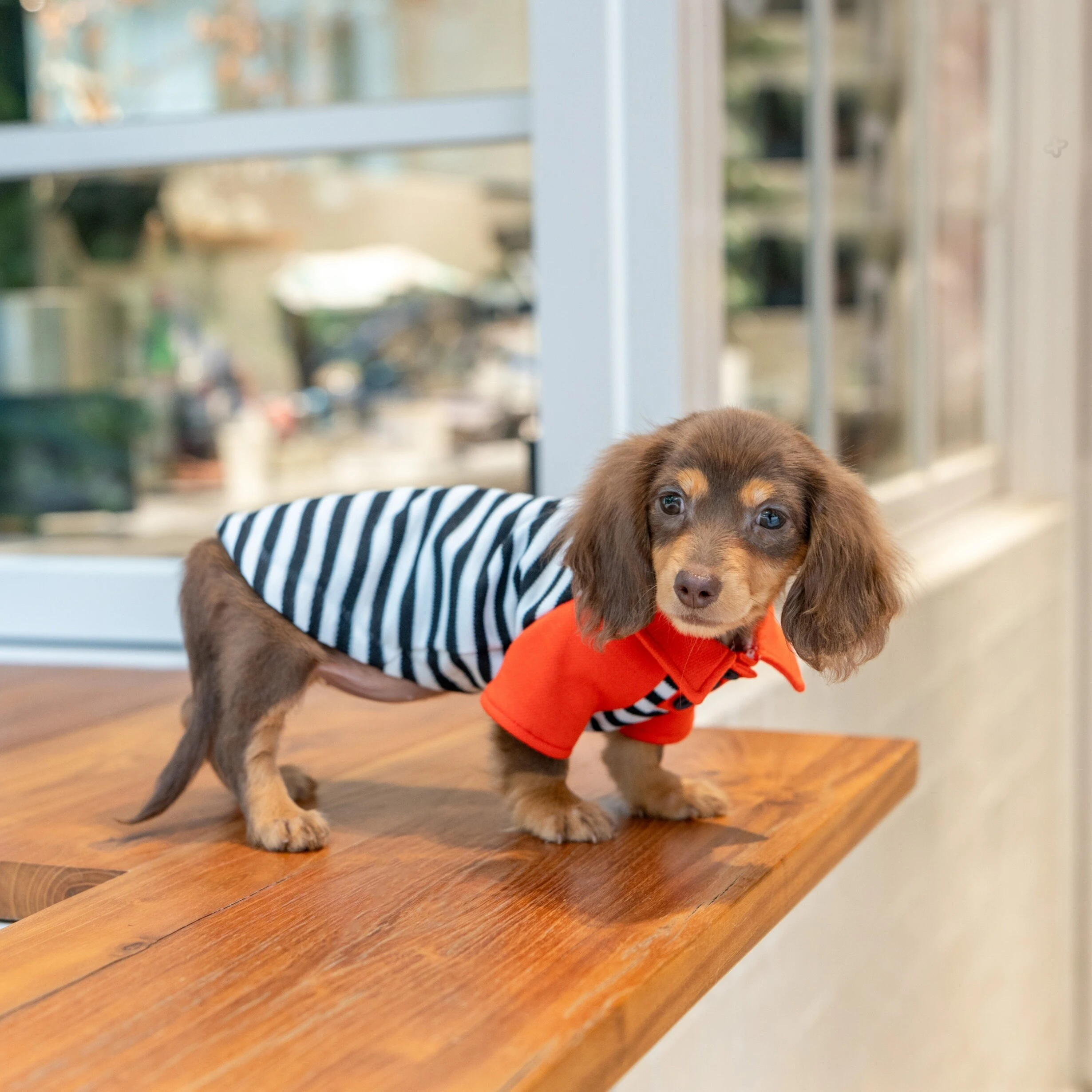 Pijamas a rayas de primavera para perros - Ropa cómoda para Dachshund - imagen 4