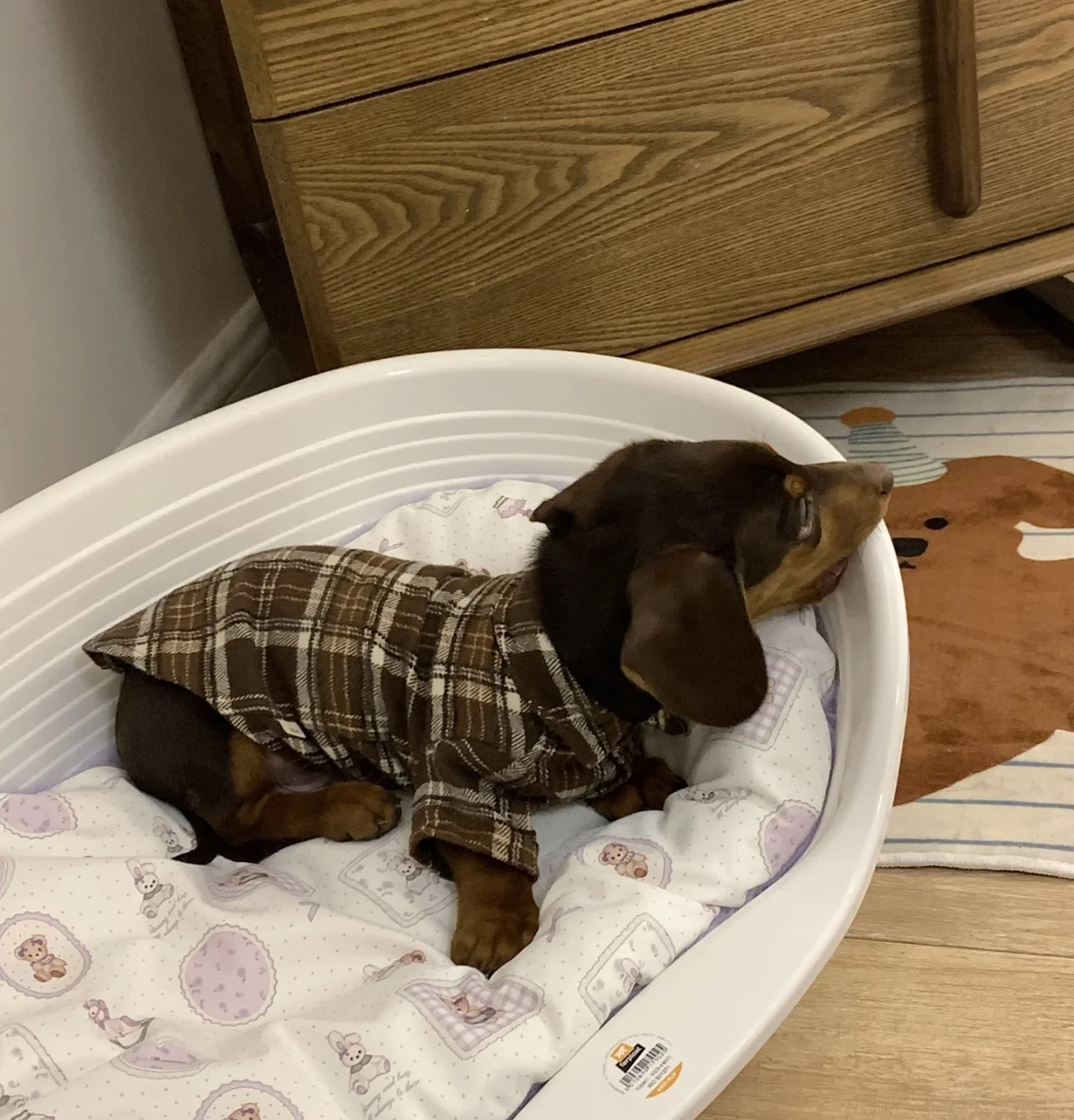 Camisa a cuadros de moda, ropa para perros salchicha de 2 patas, ropa de descanso marrón para perros Wiener, disfraces de primavera para salchichas - imagen 2