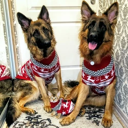 Jersey navideño para perros medianos y grandes - estilo británico