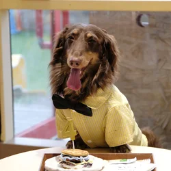 Pijama de algodón suave amarillo a cuadros para perro Dachshund