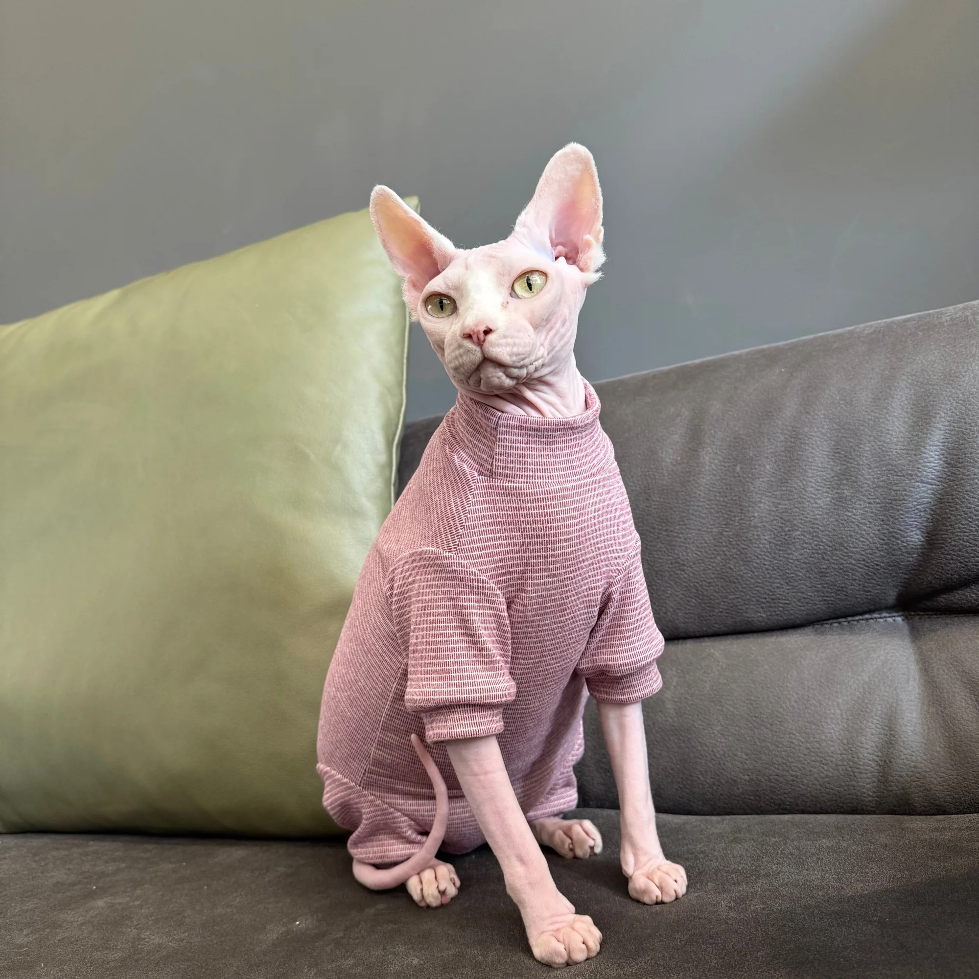 Pijama a rayas para gato Sphynx y Devon Rex – Algodón suave - imagen 4