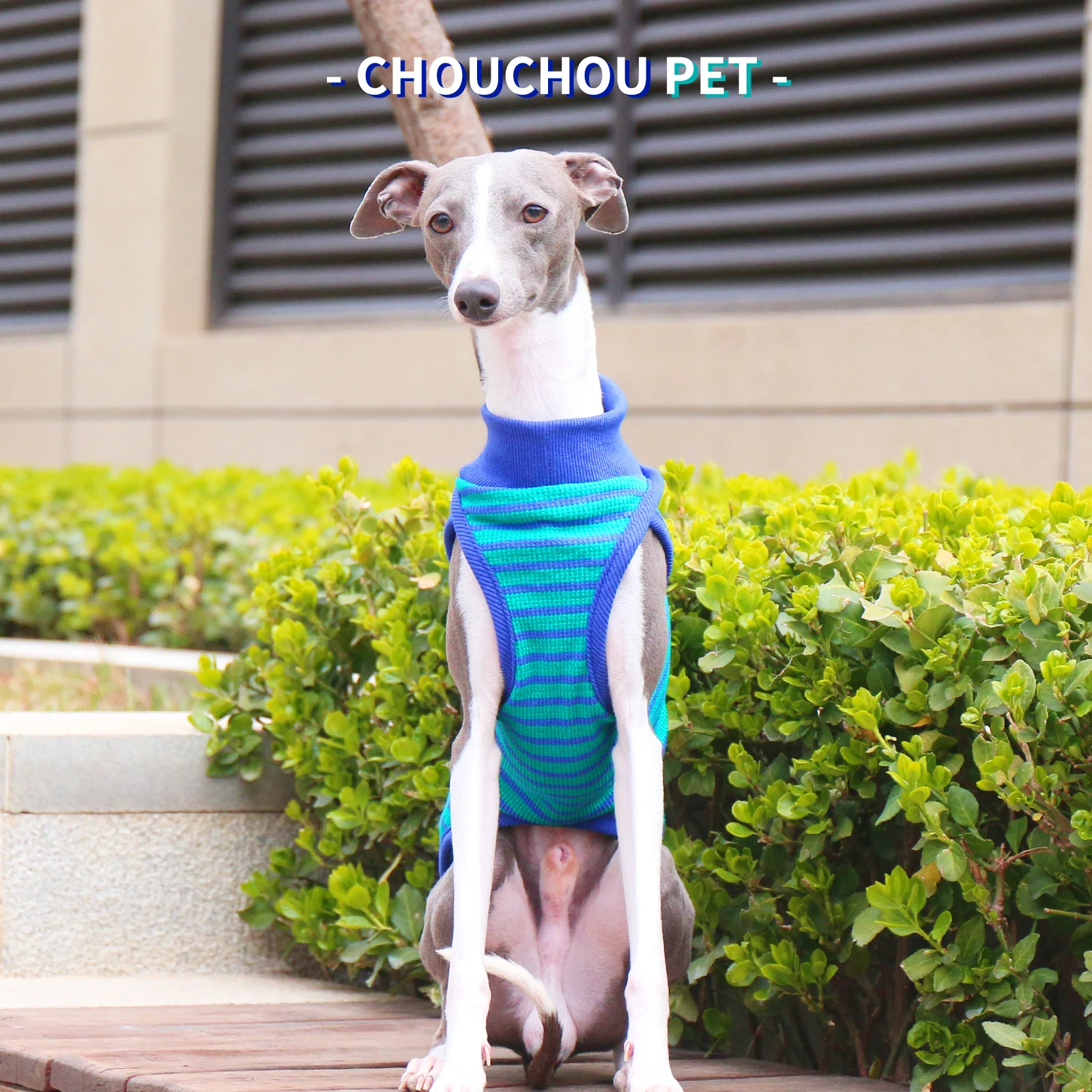Camiseta deportiva de algodón para perros en primavera, chaleco elástico suave a rayas para levriero italiano, ropa de descanso de verano para Whippet - imagen 2