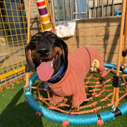 Jersey elástico para Dachshund – Abrigo a rayas rojas para perro salchicha