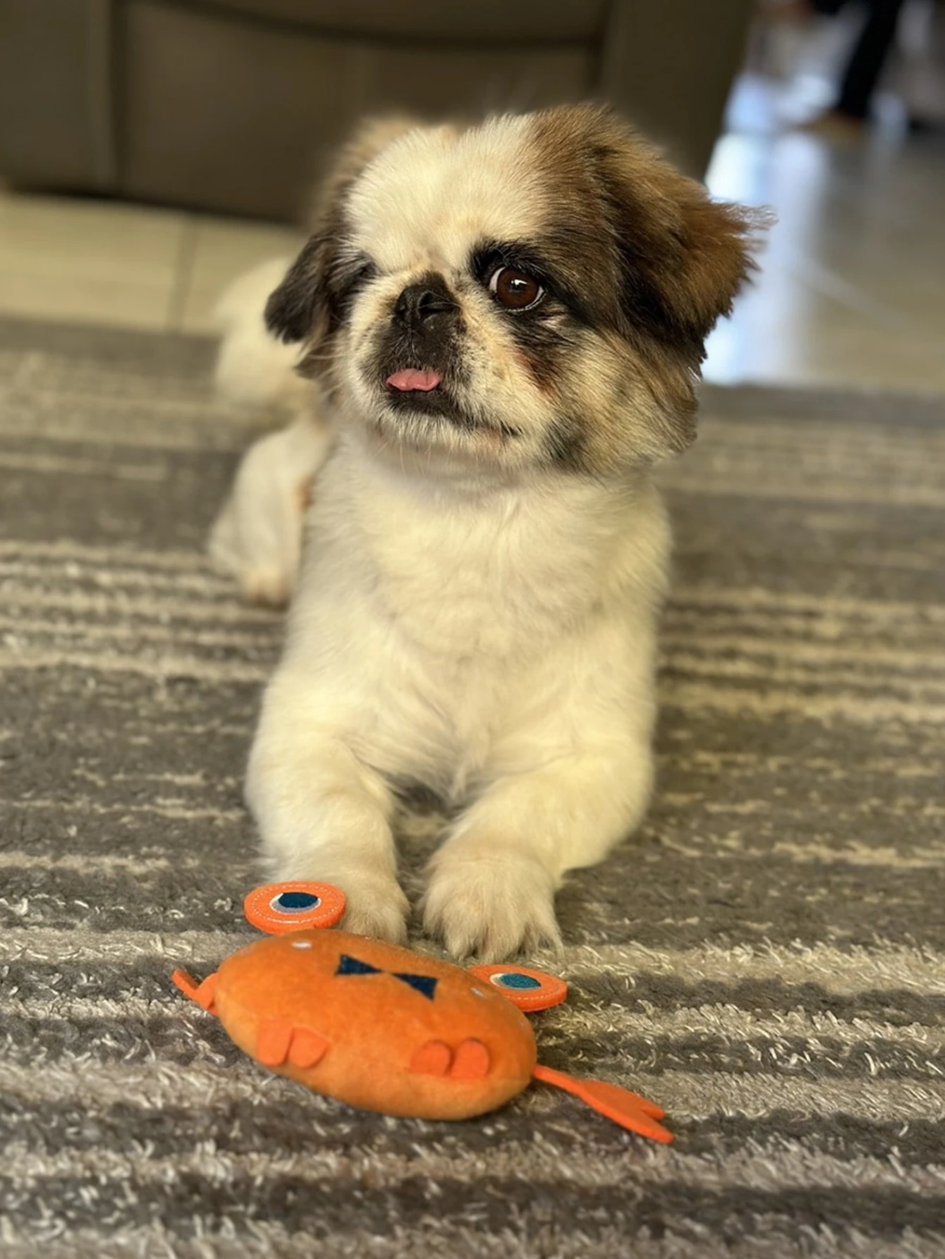 Juguete mordedor para perros en forma de cangrejo - denticion y juego