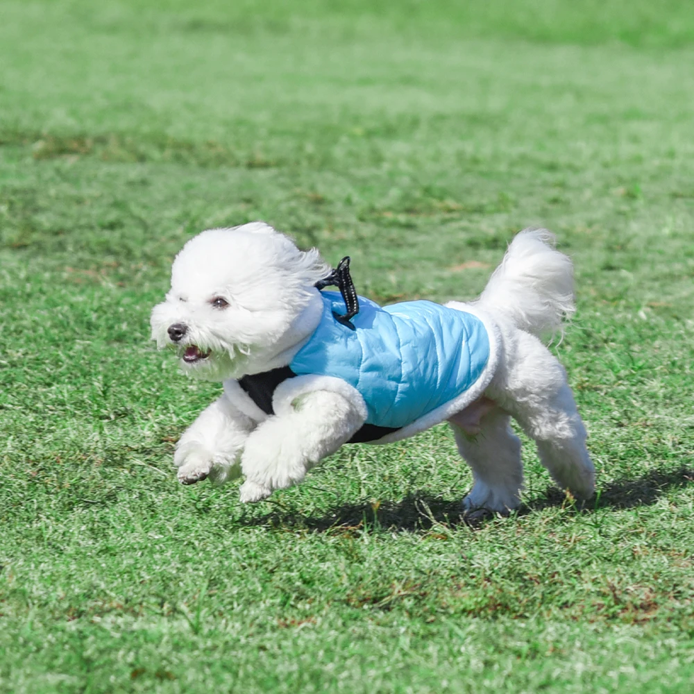 Collar de perro VIP Link Collares de perro Proveedor de mascotas - imagen 2