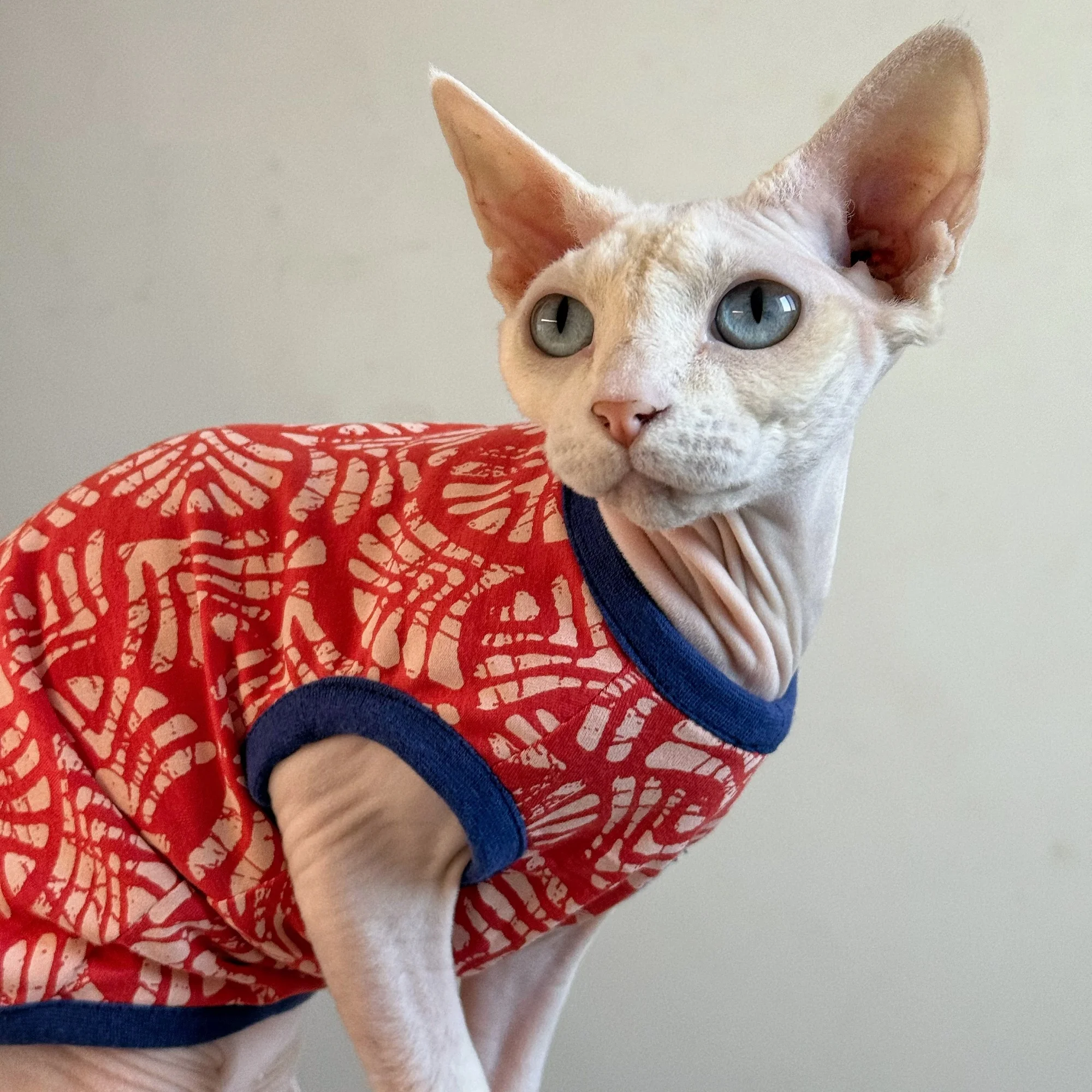 Ropa para gatos Sphynx y Devon Rex: camisetas, pijamas y abrigos