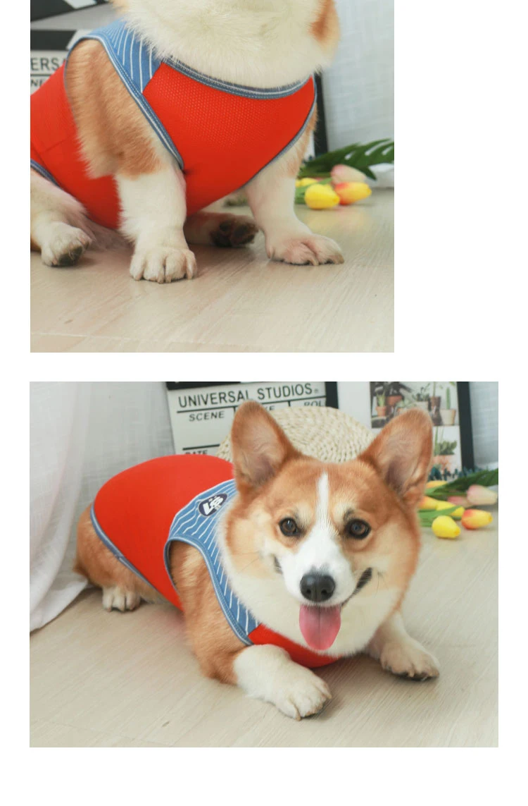 Un Corgi con un arnés rojo y azul. El Corgi está sentado sobre un piso de madera y hay algunos objetos al fondo, incluido lo que parece ser una canasta y algunos elementos coloridos que podrían ser juguetes o adornos.