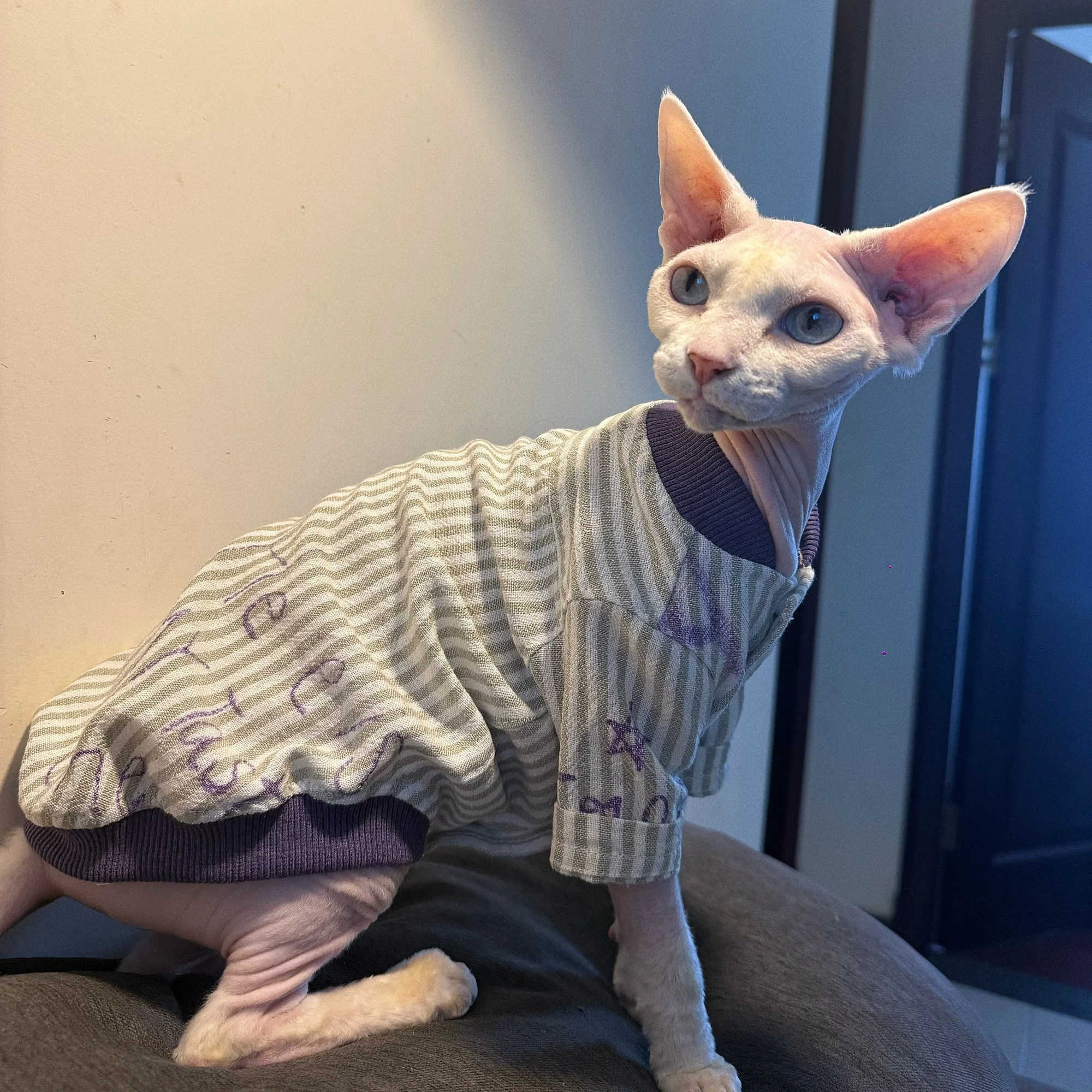 Chaqueta de béisbol algodón fino primavera para gatos Sphynx y Devon Rex - imagen 5