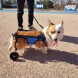 Carrito ortopédico de movilidad para perros y gatos con parálisis