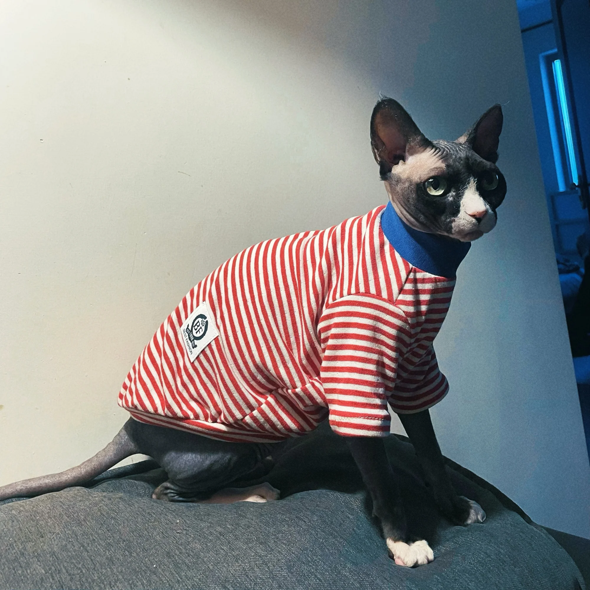 Camiseta azul de algodón a rayas de otoño para gato sin pelo, abrigo rojo suave y cálido de manga larga para pijamas de invierno Sphynx Cat para Devon Rex - imagen 4