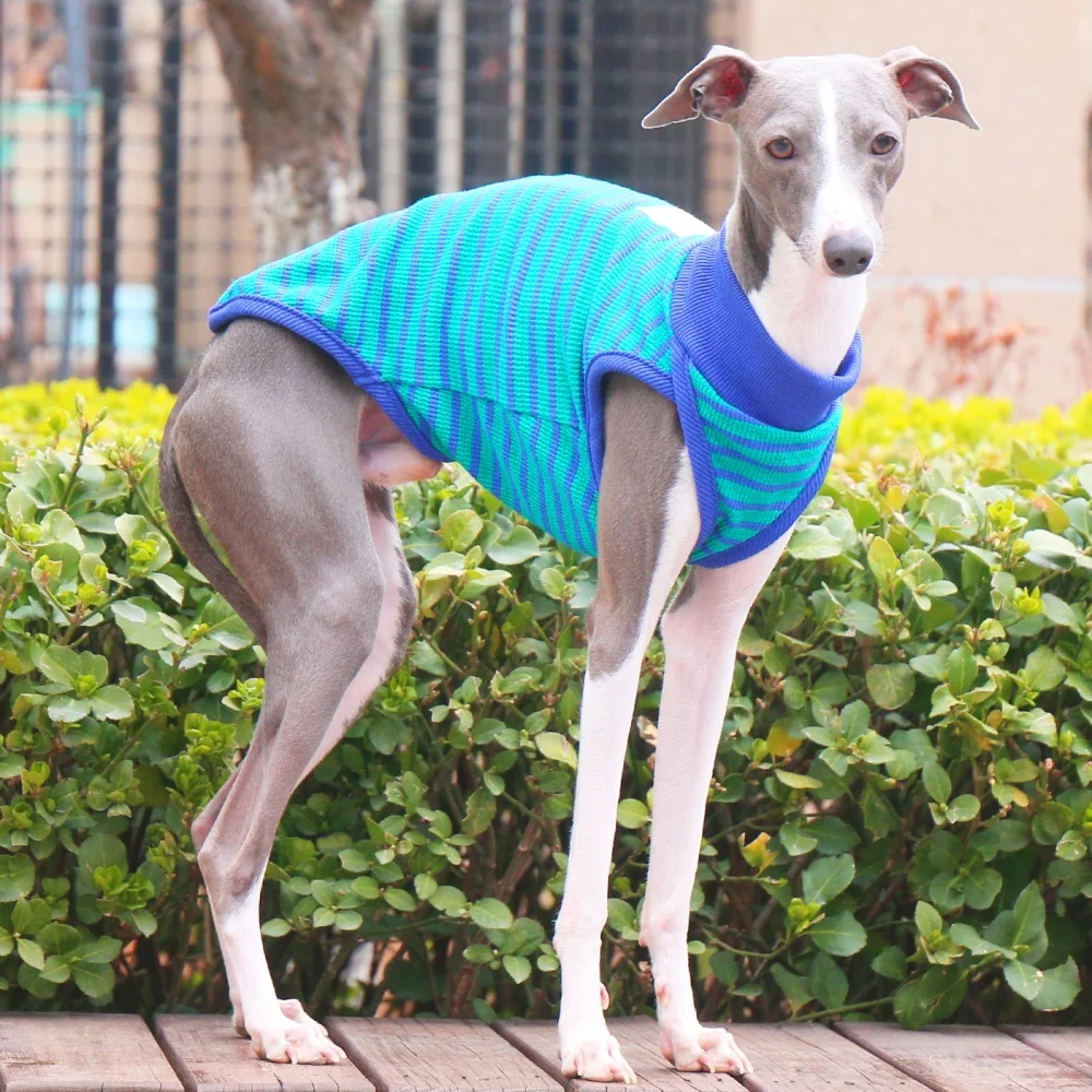Camisa azul de algodón rayado para Whippet en primavera, chaleco suave para abrigo de galgo italiano para Wellington en disfraz de perros medianos de primavera - imagen 3