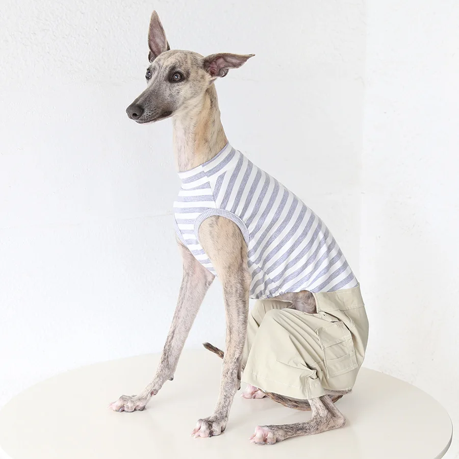 Pantalones protectores para perros: Galgo italiano y Whippet - imagen 4