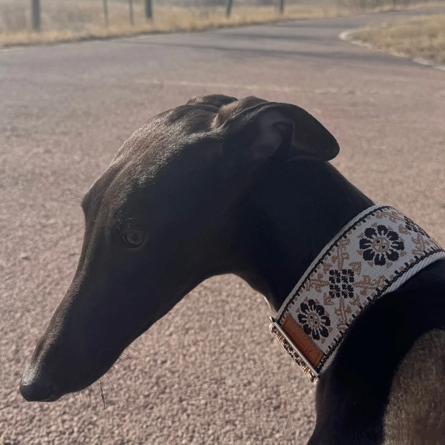 Collar ajustable estilo étnico para galgo italiano – perro pequeño - imagen 4