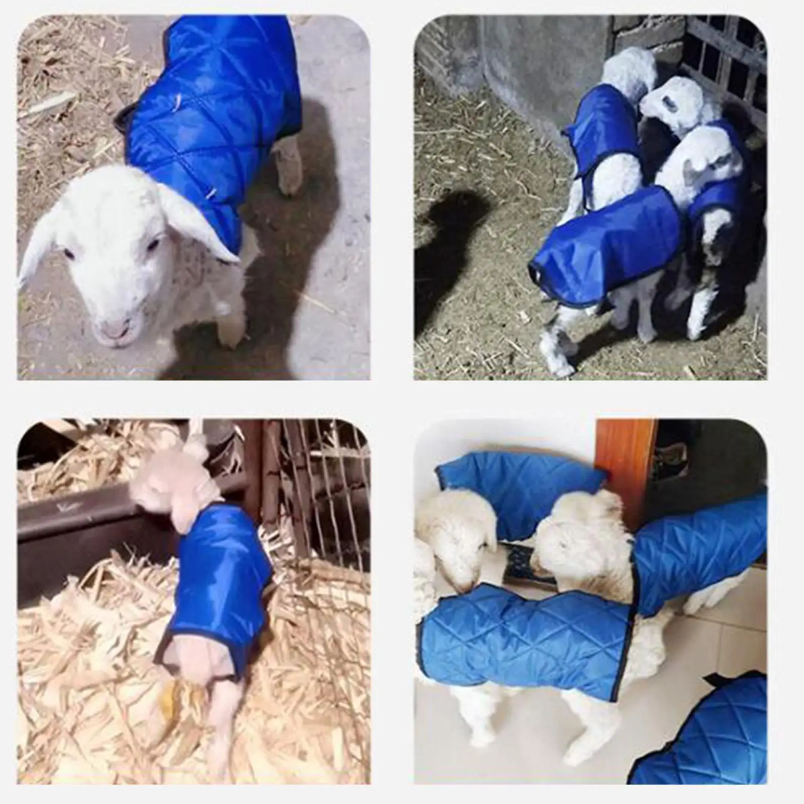 Chaleco de tela gruesa para pantorrilla, manta de cabra para ganado con aislamiento suave y cálido para invierno, chaqueta para animales pequeños, ropa para mascotas - imagen 4