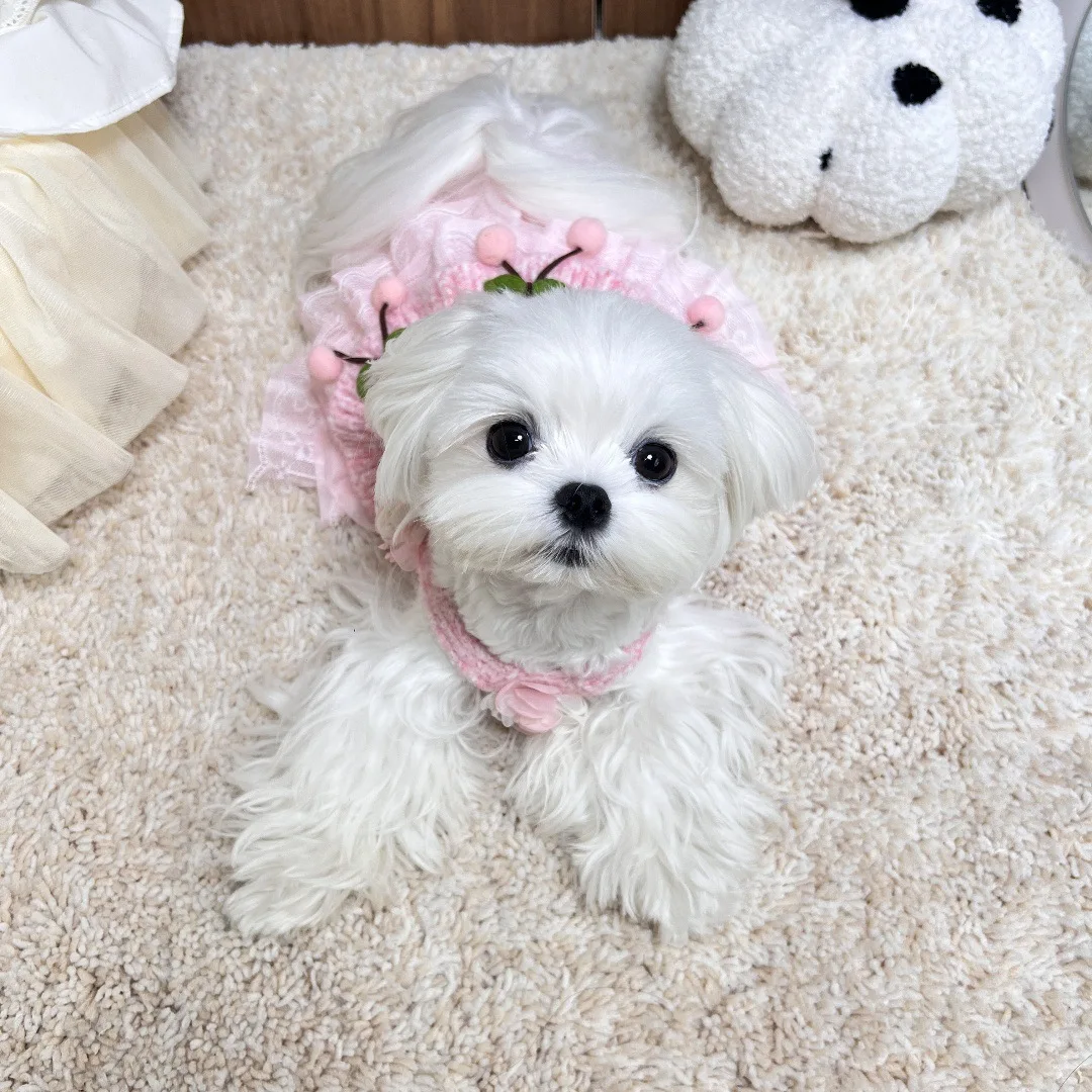 Vestido cereza punto sin mangas para perros y gatos pequeños - imagen 3