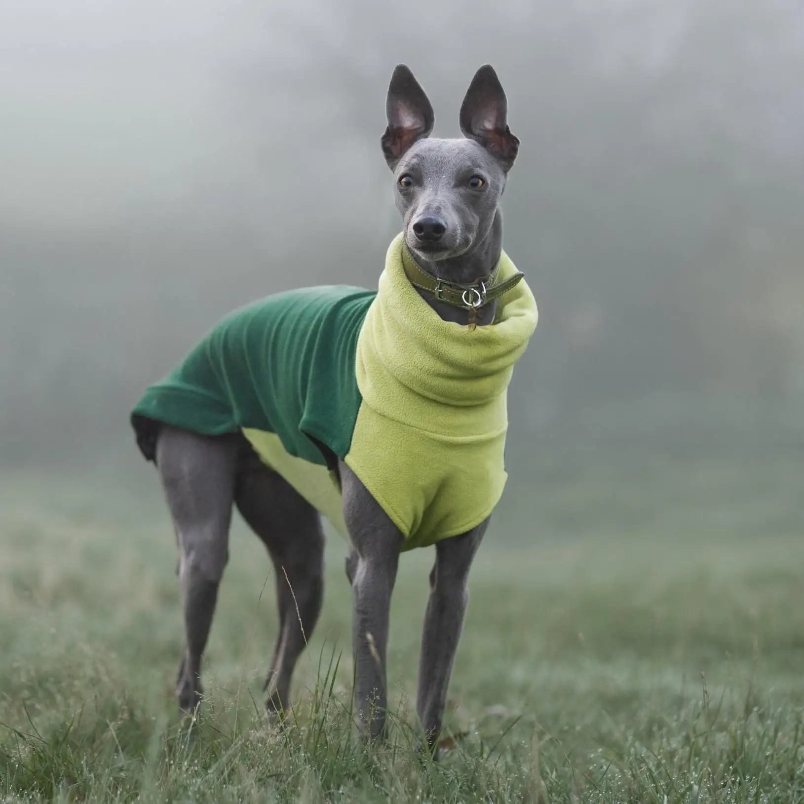 Suéter forro polar verde cuello alto para Whippet y Galgo Español - imagen 5