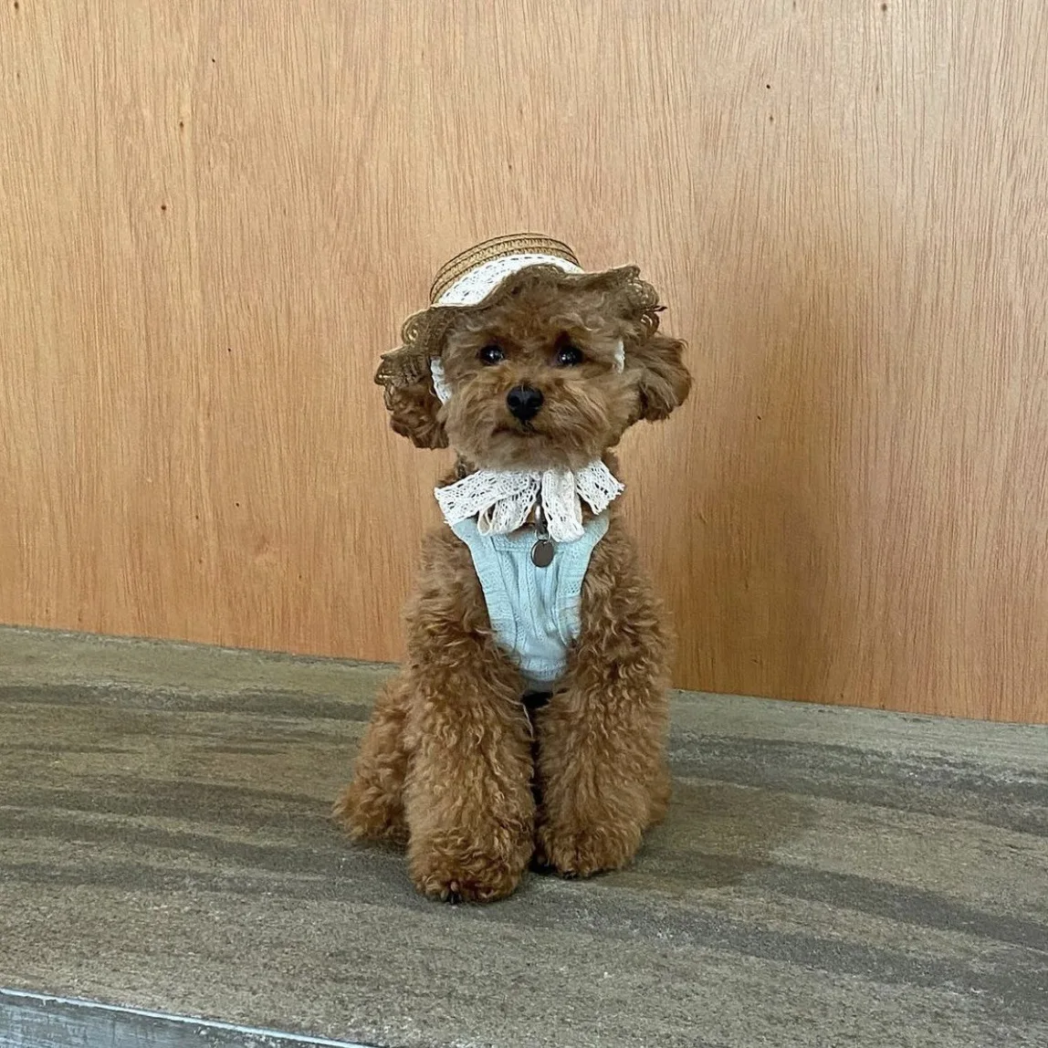 5577583a0a00cf841455063f337af8