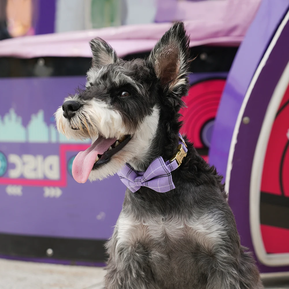 Collar de nailon personalizado para perro, collares con lazo bonito para cachorro, Collar con nombre de identificación de mascota grabado gratis para perros pequeños y medianos, Chihuahua - imagen 5