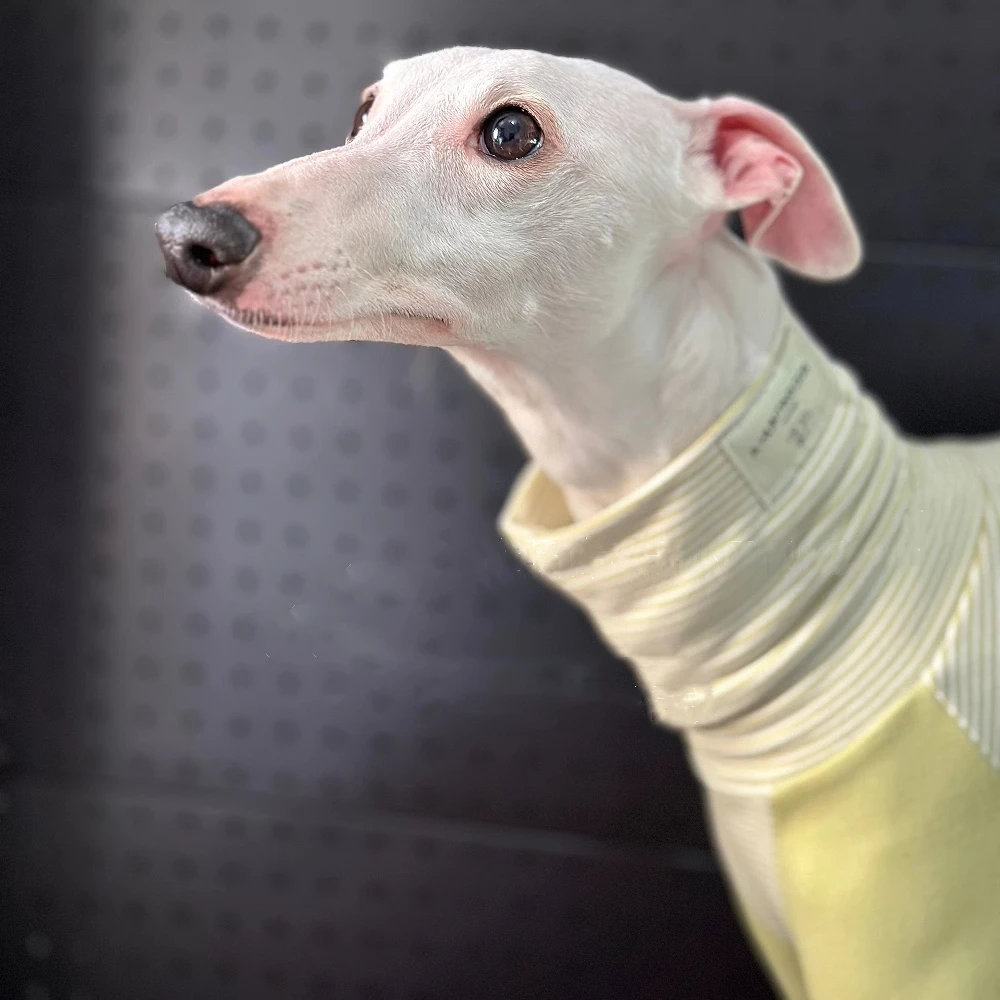 Mono de algodón pelado verde para perros, abrigo elástico de primavera de 4 patas para Bedlington Little Greyhound, pijamas de invierno de cuello alto - imagen 5