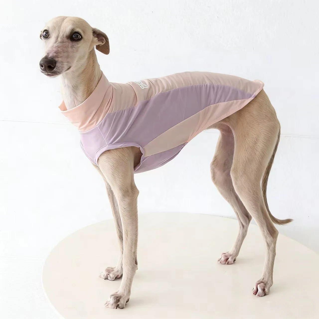 Chaleco transpirable secado rápido para Galgo Italiano y Whippet - imagen 2