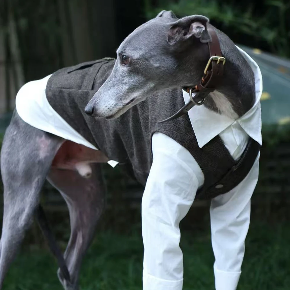 Traje de caballero de otoño, camisa blanca, traje gris, chaleco para Whippet Bellington, Blusa de algodón, Weskit para galgo en fiesta de boda - imagen 3