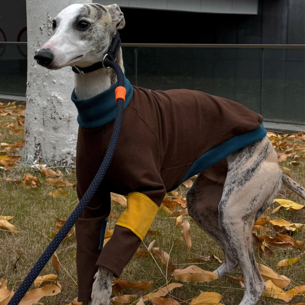 Jersey elástico de algodón para galgo italiano – Primavera - imagen 2