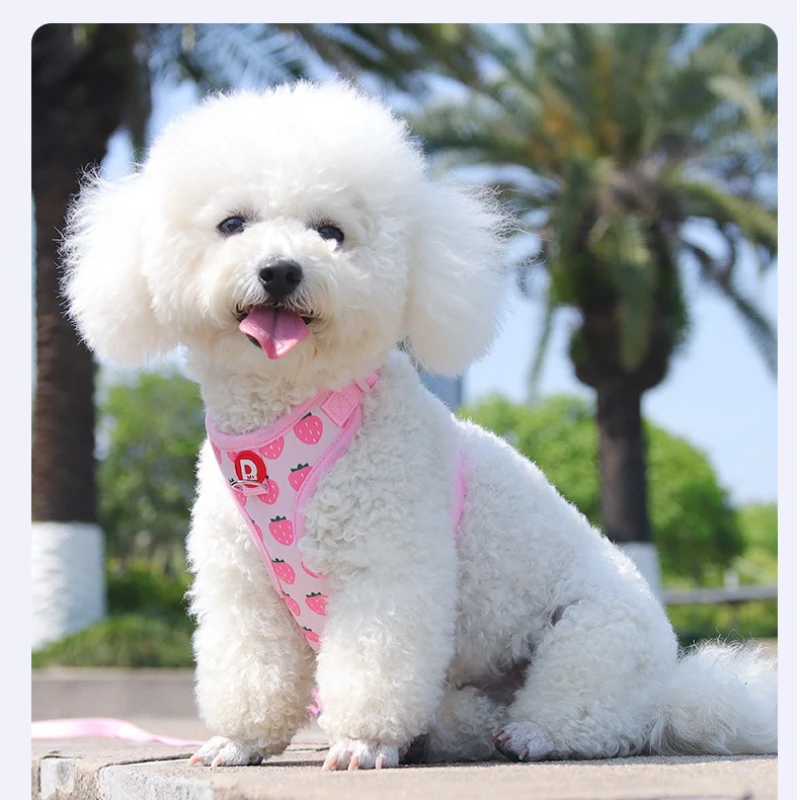 Correa extensible para perros – Estampado vibrante con cierre seguro - imagen 4
