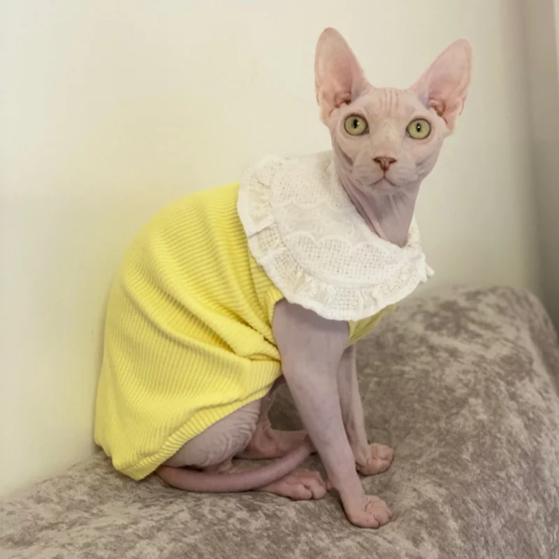 Ropa para una gata en primavera amarillo verano rosa camiseta de algodón dulce sin mangas con cuello de encaje para Devon Rex Hairless Cat Producto - imagen 3