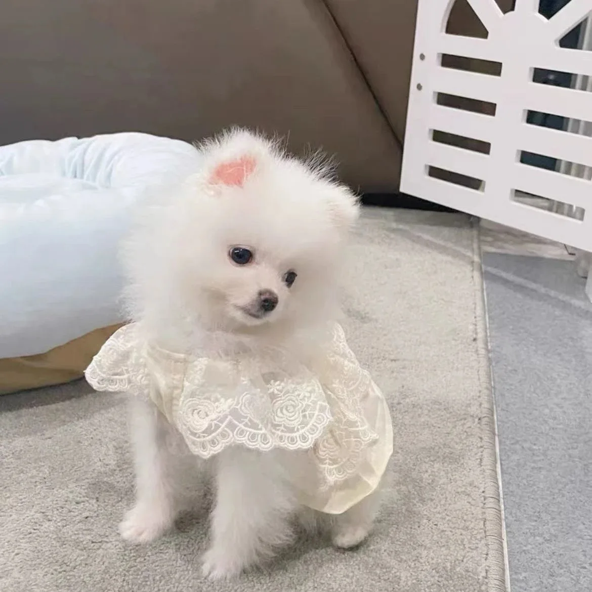 Vestido de encaje para mascotas, primavera y otoño, chaleco de encaje de peluche para perros pequeños, vestidos finos para perros y gatos, ropa para cachorros pequeños - imagen 3