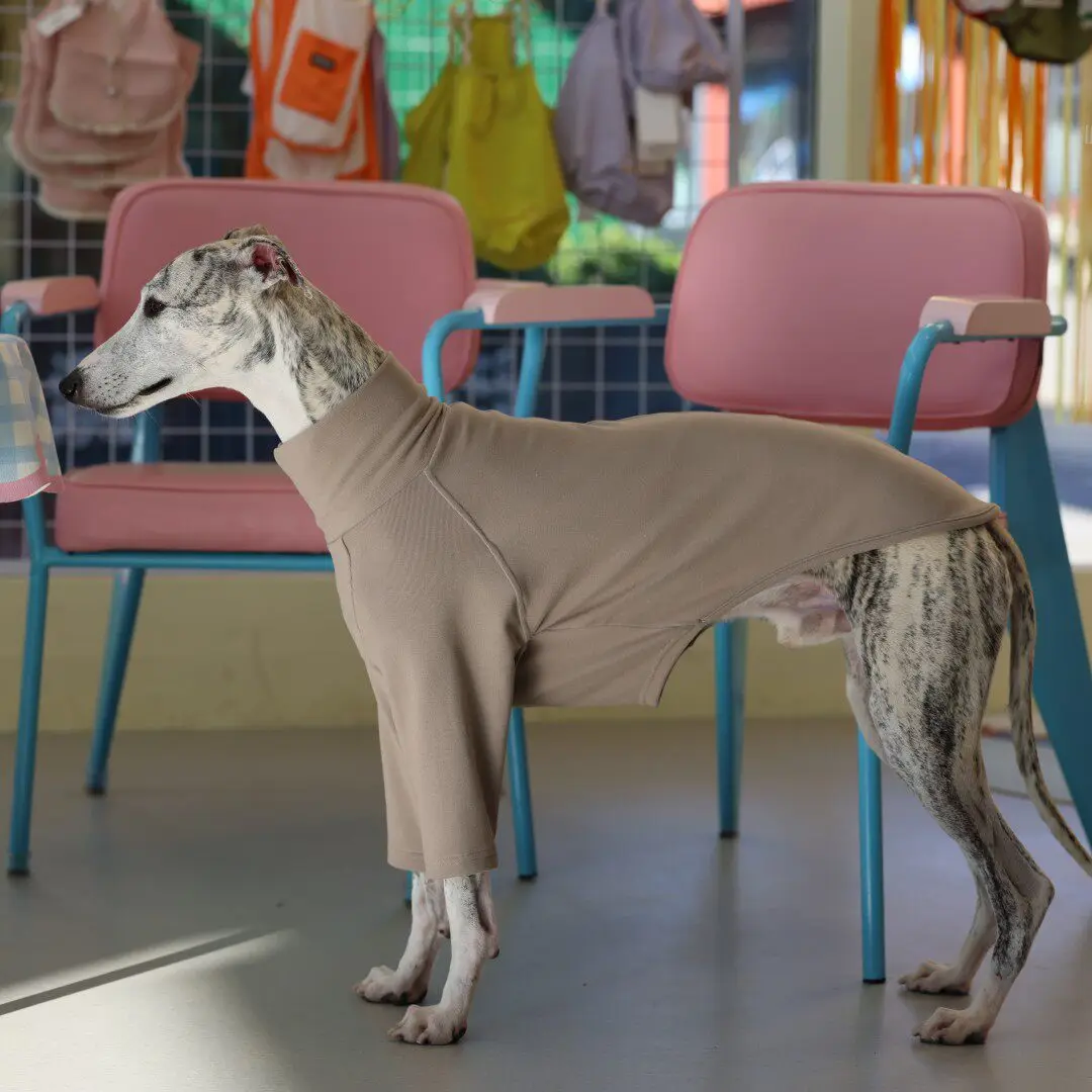 Camiseta cuello alto para galgo, whippet y saluki – Ropa primavera - imagen 4