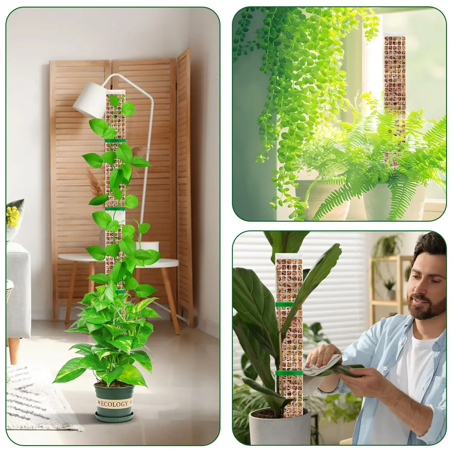 Plantas de jardín con soporte para el crecimiento de plantas, accesorios de bonsái, tutores, poste de musgo, trepadores de flores - imagen 3