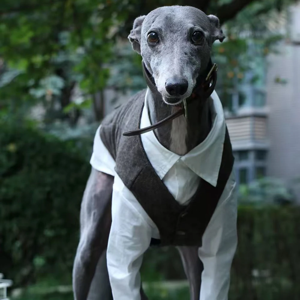 Traje de caballero de otoño, camisa blanca, traje gris, chaleco para Whippet Bellington, Blusa de algodón, Weskit para galgo en fiesta de boda - imagen 2
