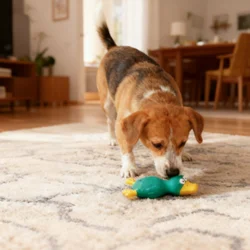 Juguete chirriante para perros pequeños y medianos, pollo de látex