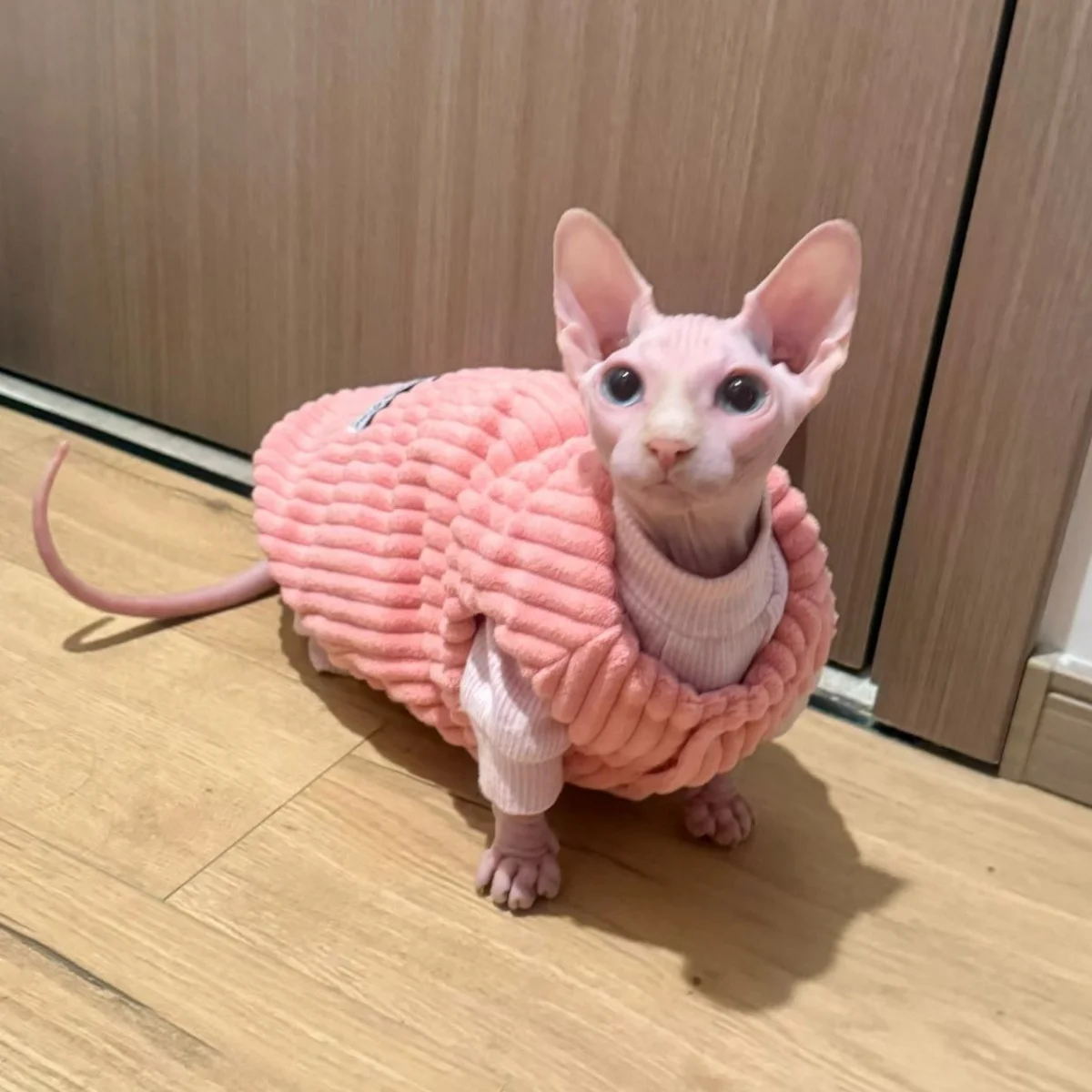 Chaleco cálido rosa de invierno para gatos, Chaqueta de algodón de lana gruesa para gato sin pelo en otoño, abrigo grueso y dulce para gato Sphynx - imagen 2