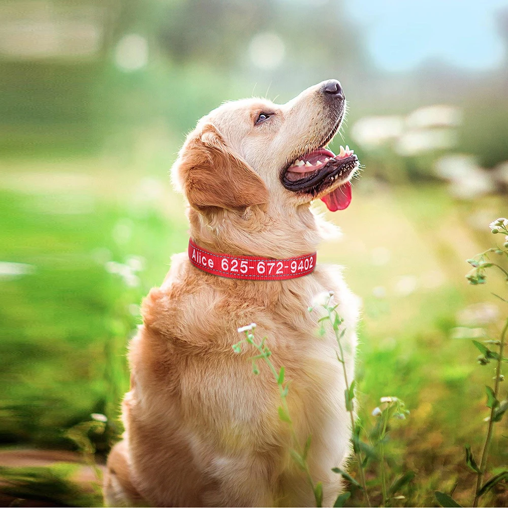 Collar de perro de nailon bordado, Collar de perro personalizado gratis, nombre de identificación de mascota reflectante, número de teléfono. Para perros pequeños, medianos y grandes Pug ajustable - imagen 5