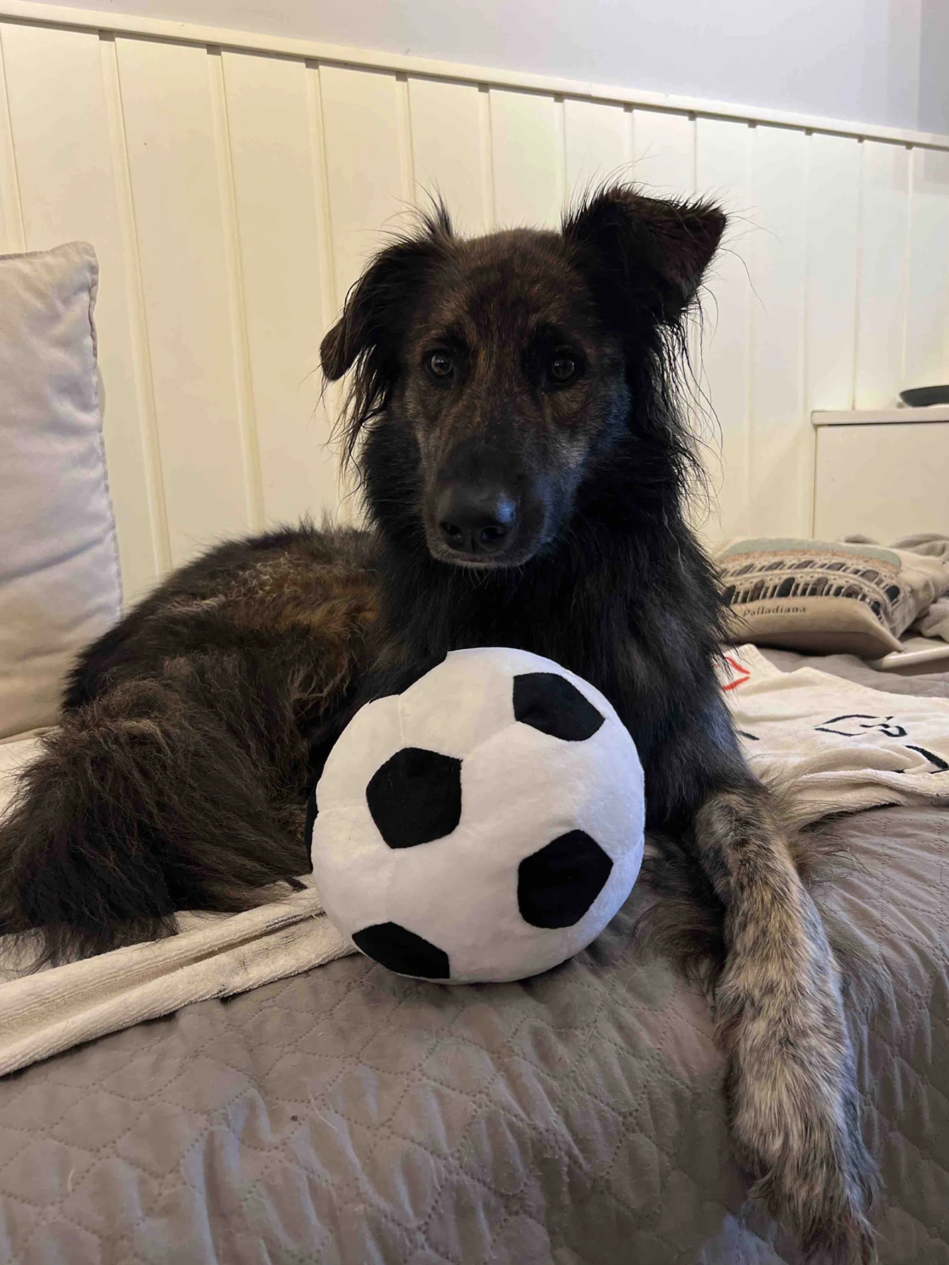 Juguete peluche balón fútbol con ventosa para perros pequeños y medianos - imagen 4