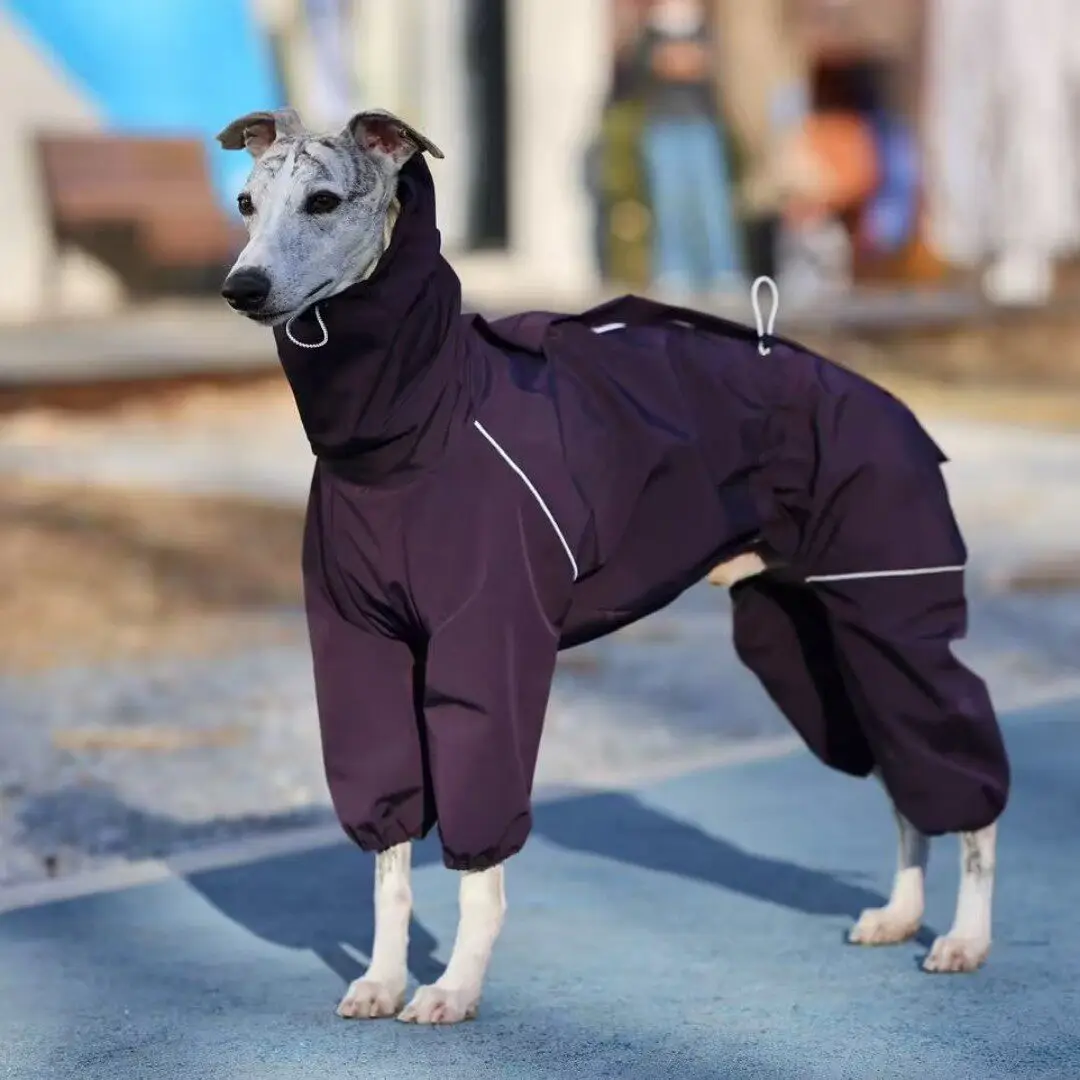 Chaqueta cortavientos para galgo italiano y whippet - imagen 2