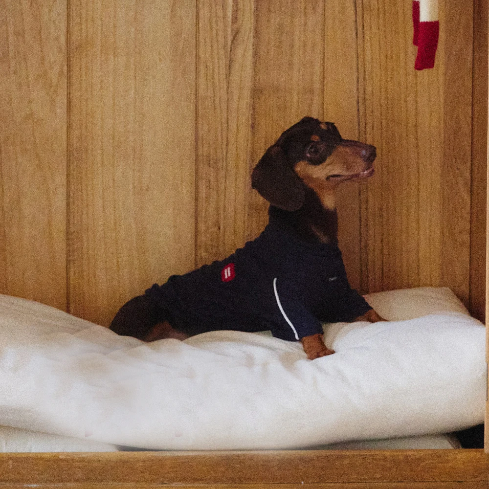 Abrigo reflectante primavera para perro Dachshund – Disfraz adorable - imagen 4