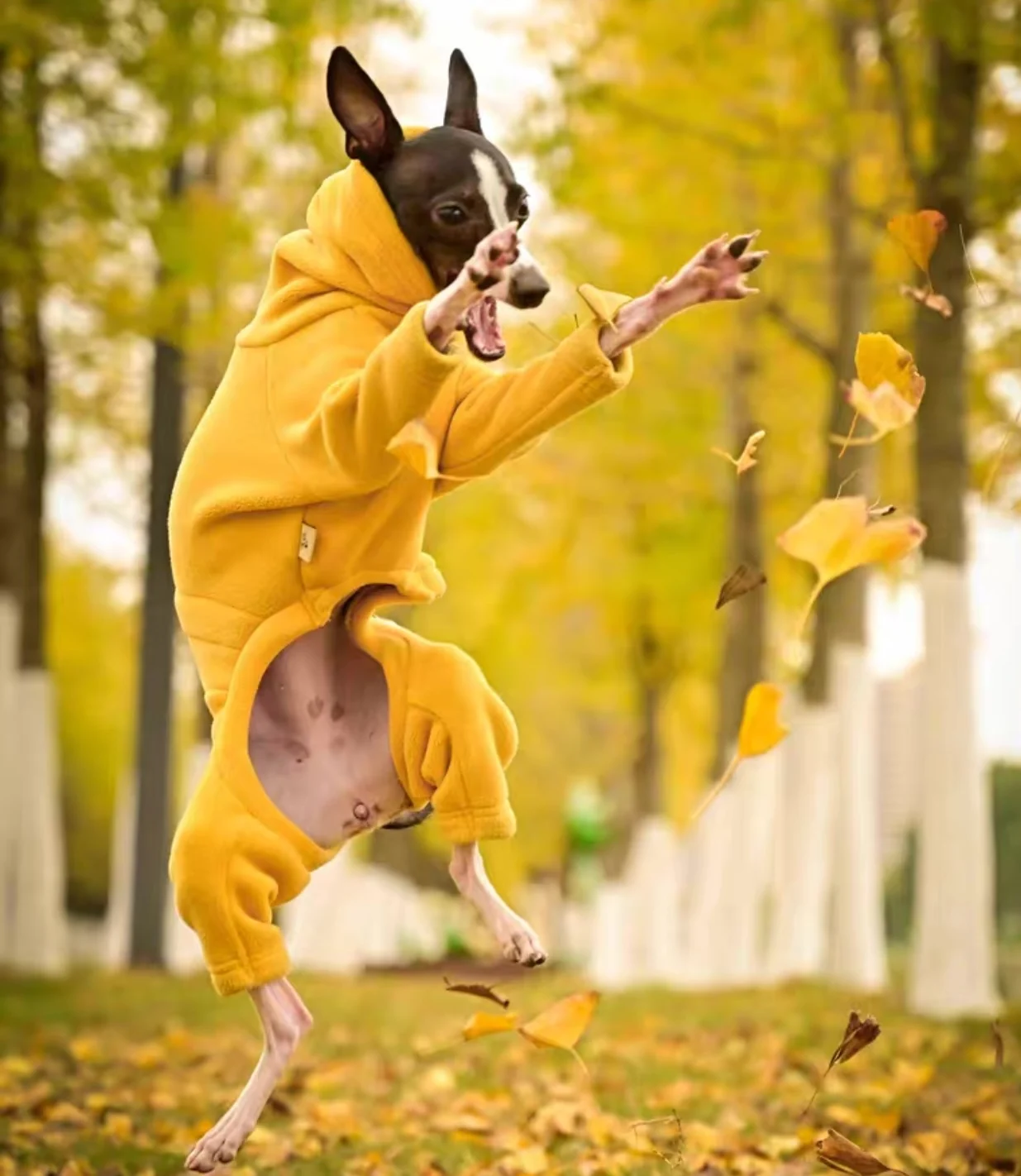Mono polar de primavera e invierno para galgo italiano, abrigo amarillo suave de 4 patas con cuello alto a la moda para proveedor de mascotas Whippet - imagen 4