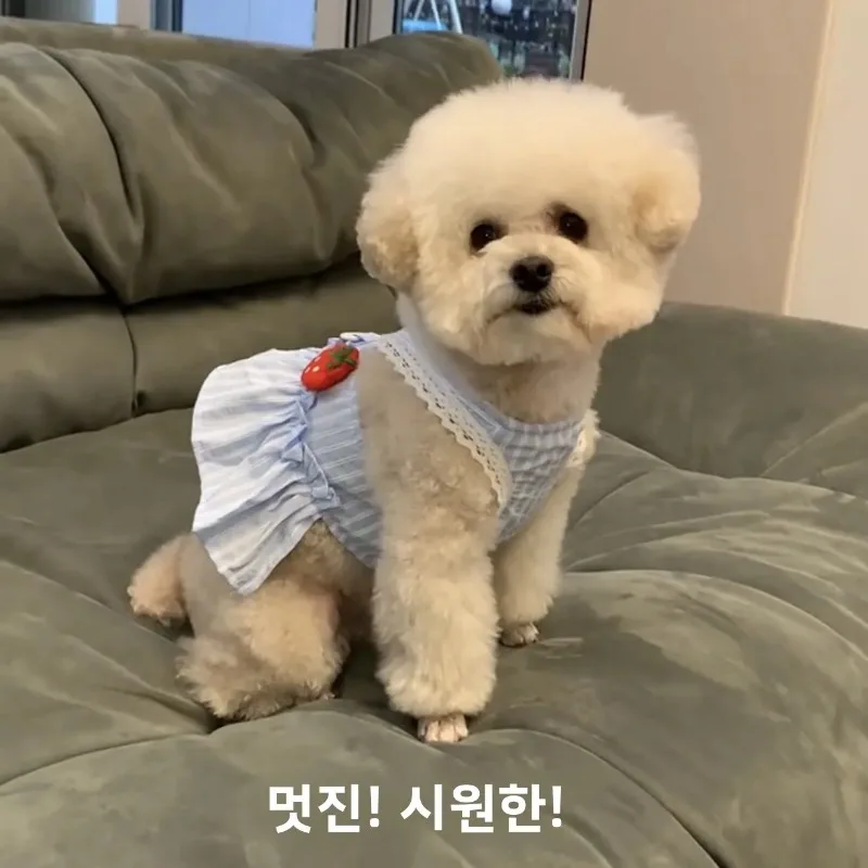 Vestidos para perros azul fresa, ropa para cachorros, primavera y verano, faldas de tracción finas y bonitas de princesa Sle Teddy Bichon para cachorros pequeños - imagen 4