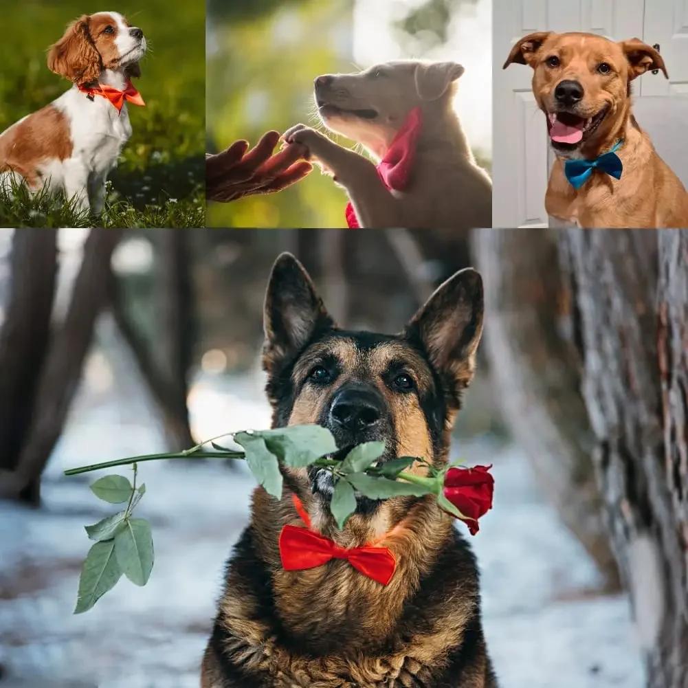 Collar lazo ajustable para perros y gatos - imagen 4