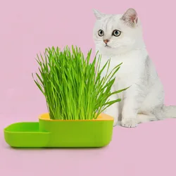 Kit cultivo hidropónico hierba para gatos sin tierra