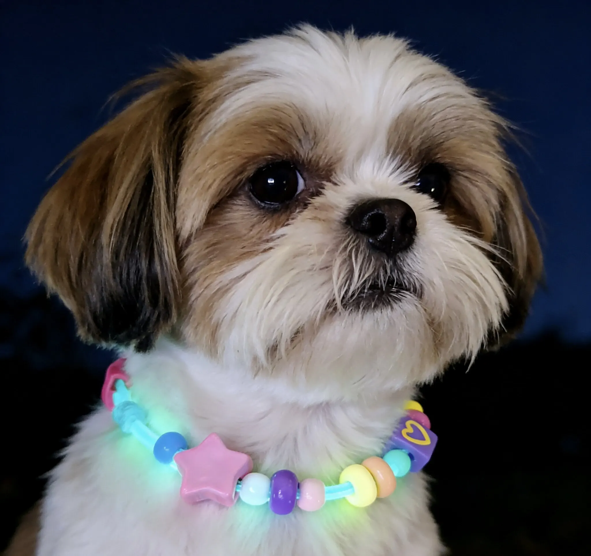 Collar luminoso personalizado con flores ajustable para perro y gato - imagen 2