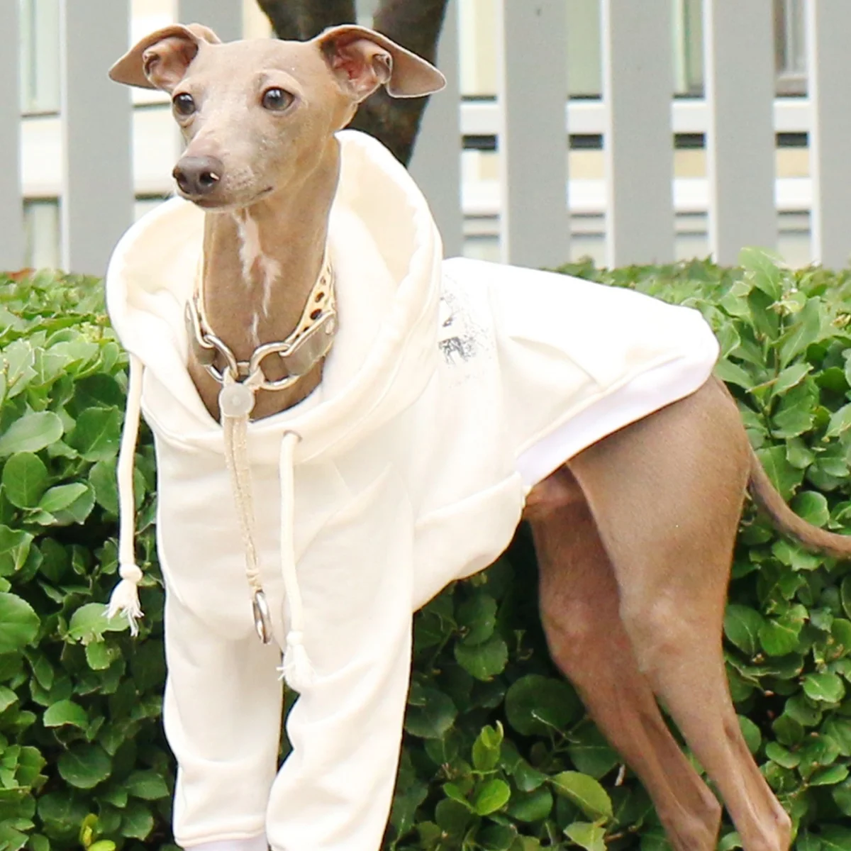 Sudadera con capucha con cordón de galgos para galgo italiano, Top blanco de manga larga para Whippet, abrigo rosa suave para perros medianos - imagen 3
