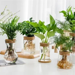 Terrario vidrio tapa madera – Decoración living