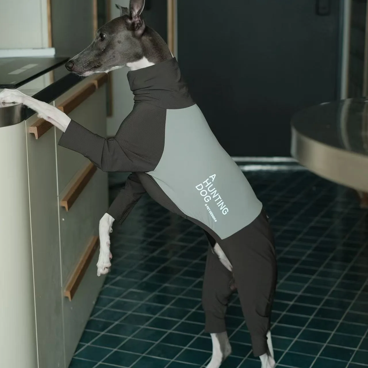 Mono verano transpirable para Galgo Italiano – Secado rápido y resistente a insectos - imagen 5