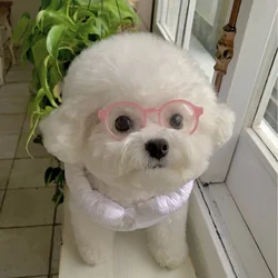 Gafas de sol para perros y gatos - Accesorio divertido en fotos