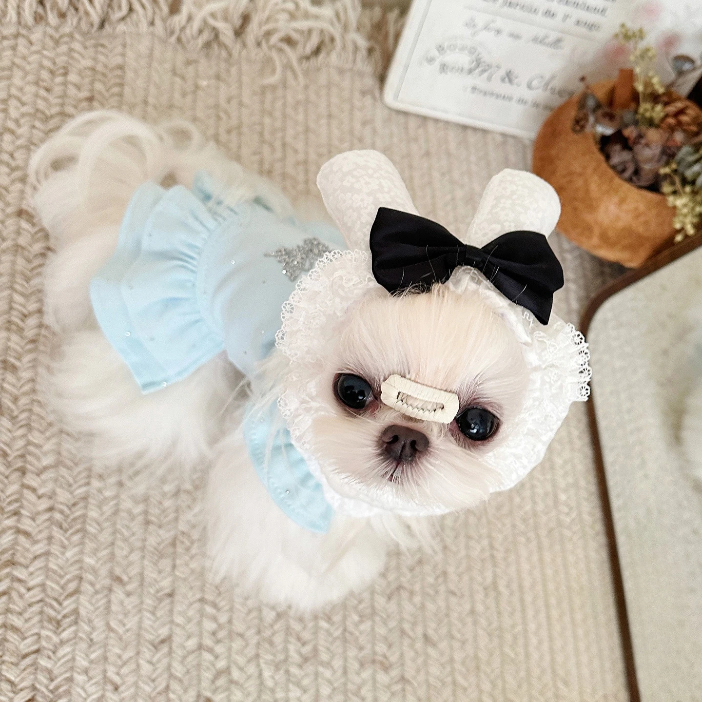 Orejeras con lazo estilo teddy para perros Yorkshire y gatos de pelo largo - imagen 3