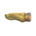 Arowana